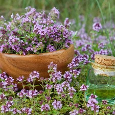 Creeping Thyme Seeds (Thymus serpyllum) , Ground Cover by Mai's Family