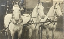 RPPC 3 White Horses That Draw The Big Ladder ...