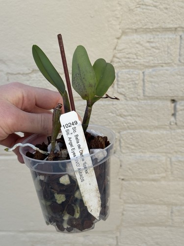 Mini Cattleya Orchid Blooming size Plant Flared Flowers