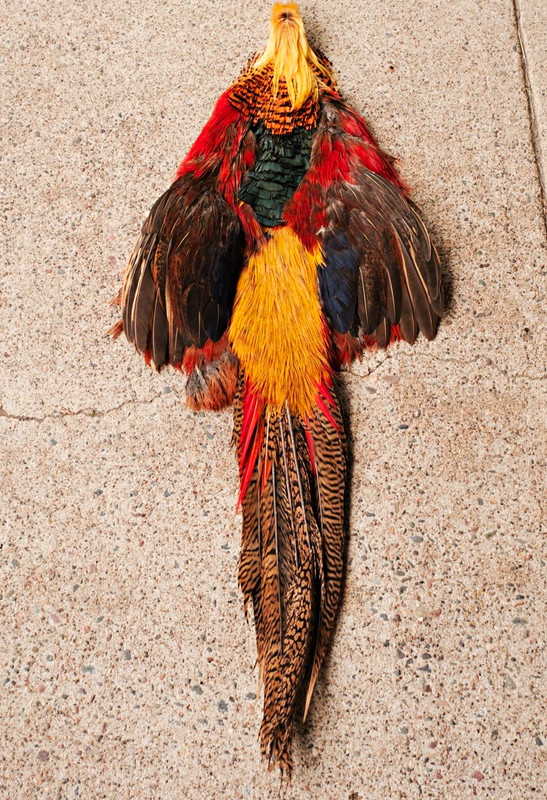 Golden Pheasant Skin