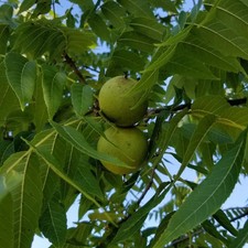 3 oz  HILLBILLYS Pure Black Walnut Hull  Extr...