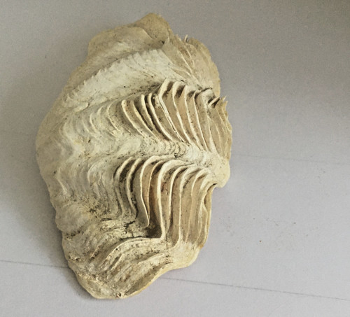 Clam Shell Wide Nautical Beach Ocean Seashell Half Shell 4 1/2" WIDE