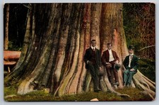 Postal Stanley Park Vancouver BC Big Tree Western Red Cedar Giant Trunk