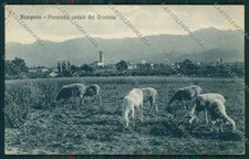 Firenze Scarperia Gregge cartolina QQ2396