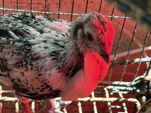 12+ Rare Breed Chicken Fertile Hatching Eggs Orpington, Cochin, Sweddish Flower