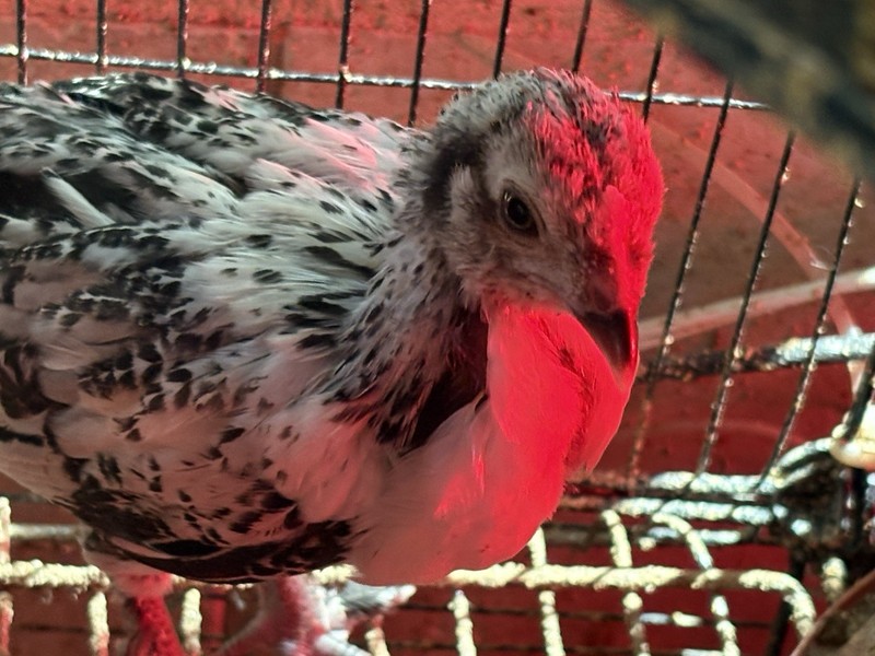 12+ Rare Breed Chicken Fertile Hatching Eggs Orpington, Cochin, Sweddish Flower
