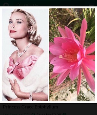 Epiphyllum Orchid Cactus Princess Grace 3 Fresh Cuttings 6 To 8 Inches Ebay