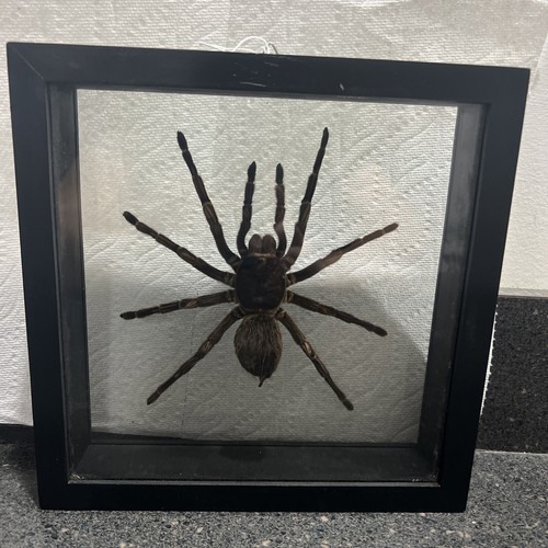 Real Framed Huge Tarantula Spider Taxidermy # 2
