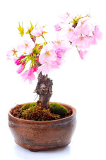 Zierkirsche Samen 𝗣𝗿𝘂𝗻𝘂𝘀 𝗦𝗲𝗿𝗿𝘂𝗹𝗮𝘁𝗮 Cherry Blossom Tree 𝟯𝟱𝘅