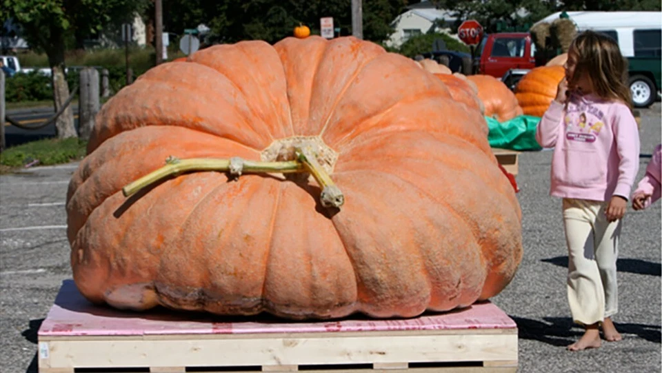COLECCIÓN DE SEMILLAS PARCHE CALABAZA GIGANTE 25 SEMILLAS ~ ¡TRES TIPOS! ~2026 ~hereirloomseedguy Foto 4 de 4