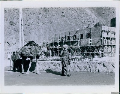 1966 Afghanistan Construction Camel November Historic Original Vintage Photo 7x9