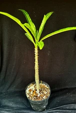 Pachypodium ruterbergianum,  succulent