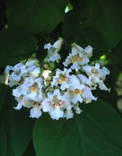 5 Southern Catalpa Indian Bean seeds Tree Cigar Flowering Native Beauty