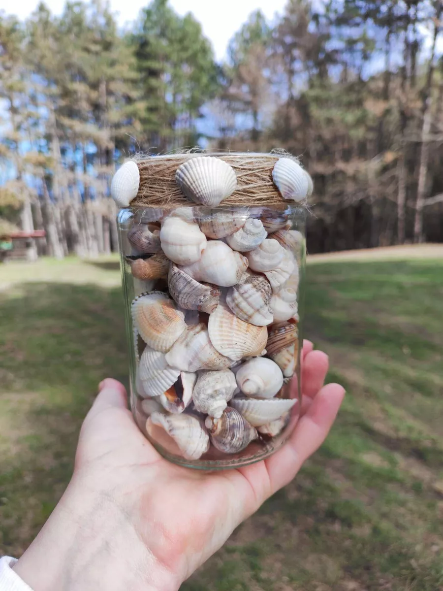 Handcrafted Sea shell Jar Beach Inspired Home Decor with Natural Sea shells