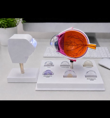 #ad Ophthalmology Educational Eye Model Display with Lens Projection Demonstrator $129.99