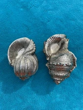 Silver Tone Sea Shell Nautical Decor 4”x2.5”