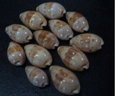 12 pcs (one dozen )  walkeri 22 - 27 mm GEM nice  pattern   12 pcs (one dozen )