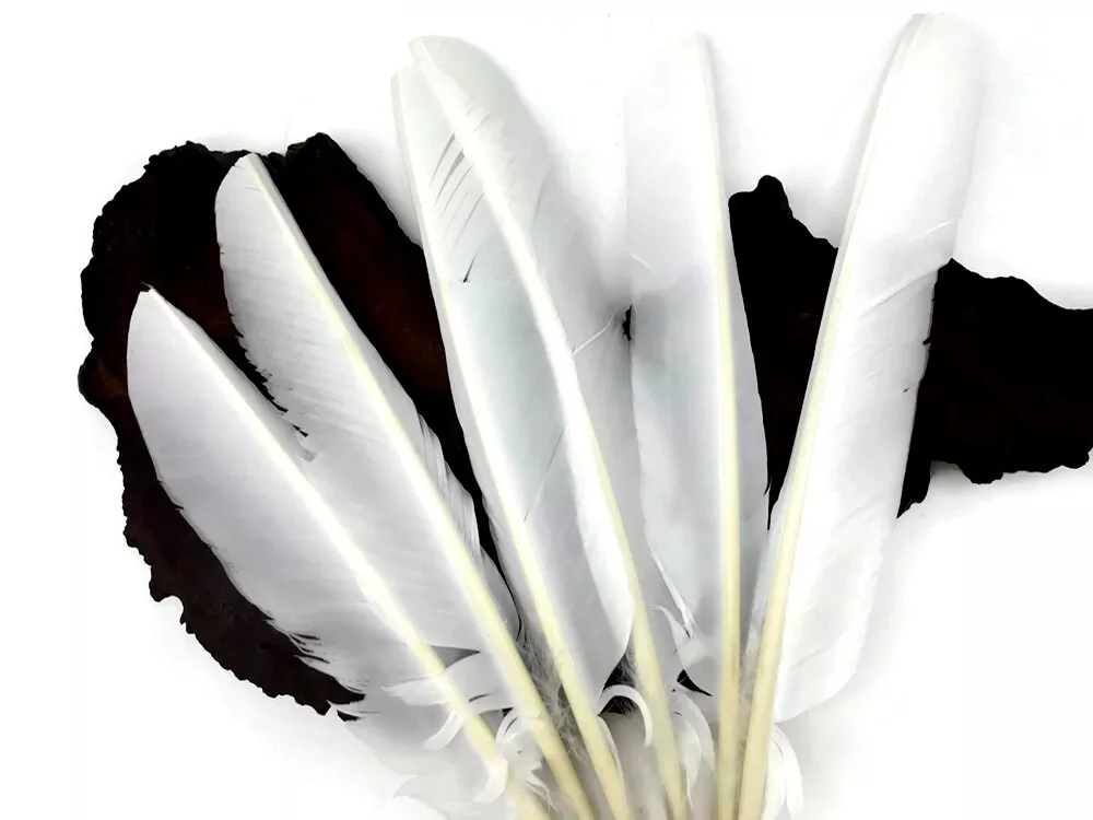 1/4 Lb - White Turkey Pointers Primary Wing Quill Large Wholesale Feathers  Bulk