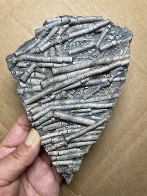 495g Beautiful Crinoid Landscape stone collection