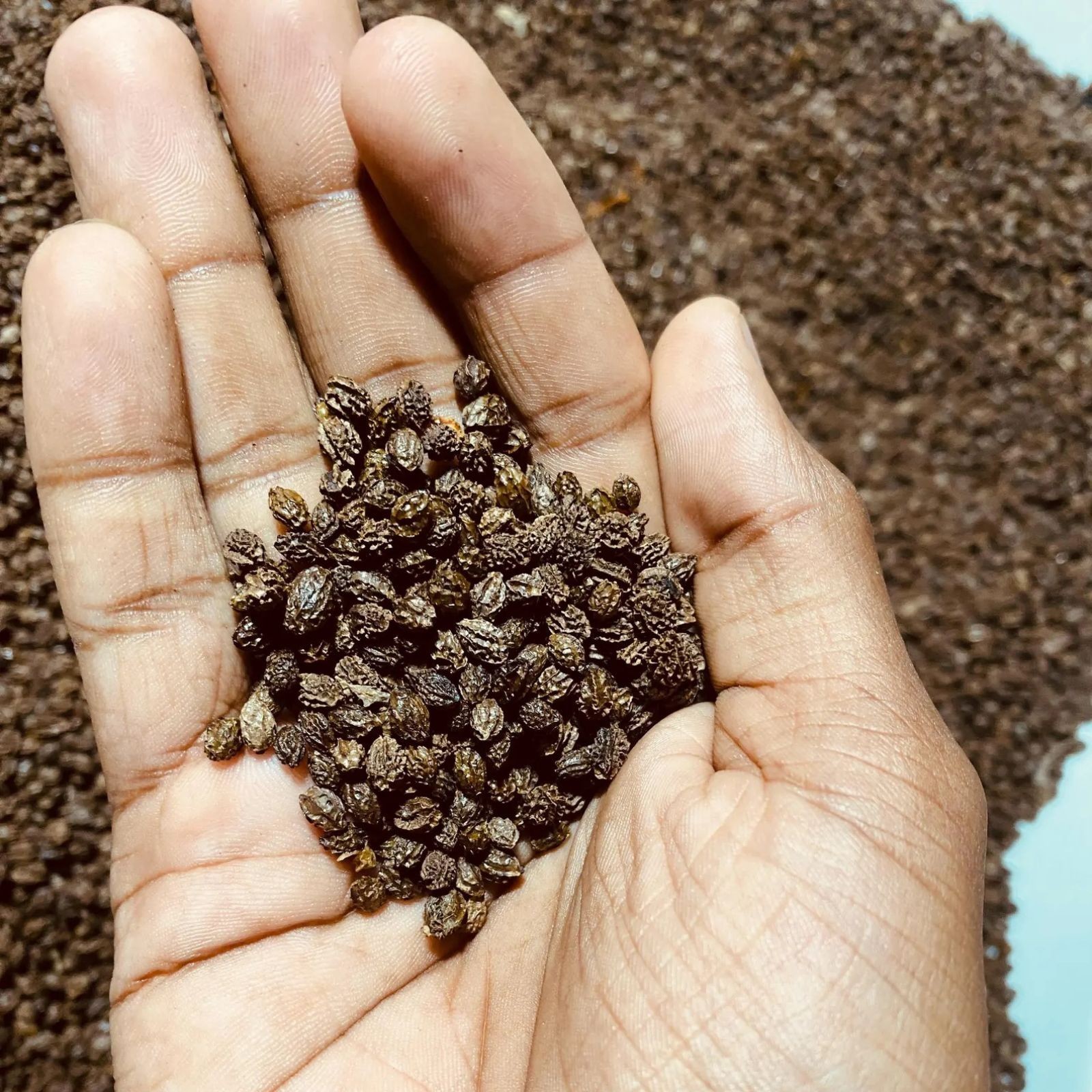 100% Pure Dried Papaya Seeds Ceylon Herbal Cleanse & Immune Booster  Non GMO