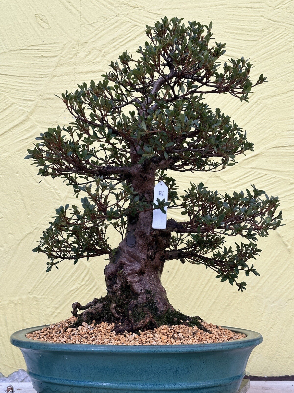 Joe Solitario Bonsai Azalee " Nikko " Satsuki 40 Anni Giappone Tokoname