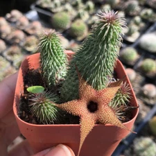 2PCS Cactus  Plants Huernia pillansii Beautiful Cactus RareCactus 3-6heads