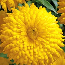 Golden Emperor Calendula Seeds | Heirloom | Giant Double Yellow Flowers | 1203