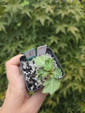 Euphorbia Francoisii Rare Live Caudex Plant