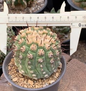 Copiapoa cinerea | eBay
