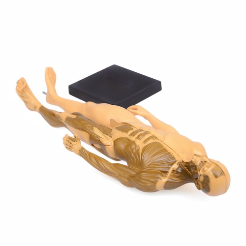 Scultura sangue cranio anatomia umana oro 30 cm testa corpo muscolo osso modello USA - Foto 4 di 12