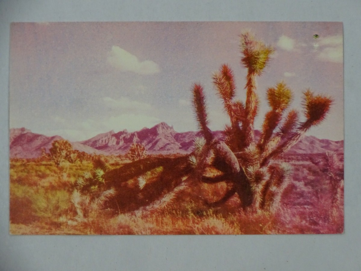c1950s Petley Natural Color Card Postcard Joshua Tree In The