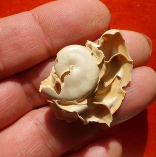 NAUTILOIDE FOSSILE DES LANDES ATURIA