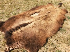 Fresh Tanned Wild Montana Yellowstone Bison Buffalo Robe Blanket Leather Antler
