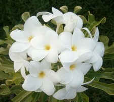 Pudica Variegated Leaf White Arrow Plumeria Well Rooted Grafted Plant Very Rare 