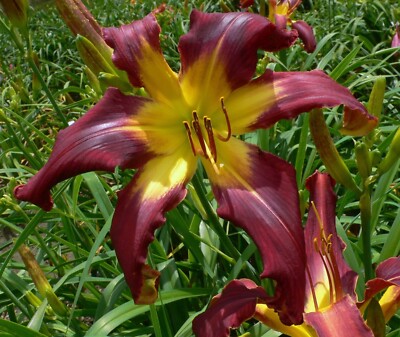 Daylily - GABRIEL S OBOE - (Selman 2024)