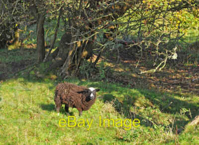 Photo 6x4 Balwen Black Mountain sheep - Llantwit Major Llanmaes The name  c2009