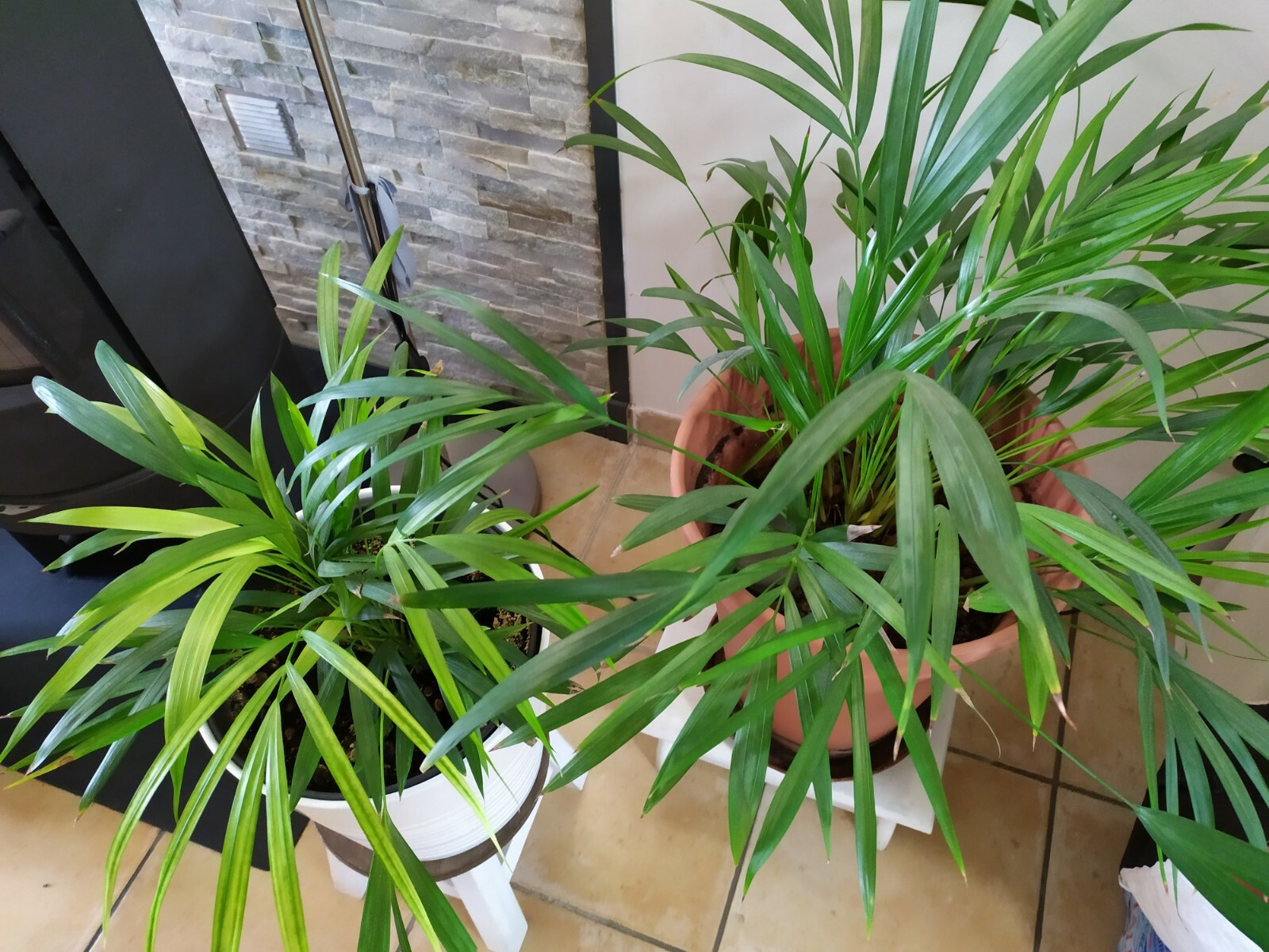 2 palmiers kentia d'intérieur faciles à entretenir pour pièces peu lumineuses