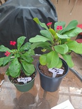 Euphorbia Milii RED Crown Of Thorns Lg Starter CUTTING QTY 1