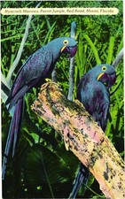 Two Beautiful Hyacinth Macaws, Parrot Jungle, Red Road, Miami, Florida Postcard