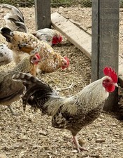 6+ mixed bantam hatching eggs- rare breeds+colors, chance of purebred+frizzle!! 