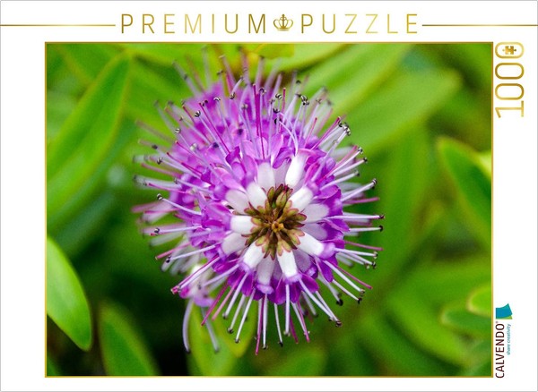 "Calvendo Puzzle An Image From The \"BlüTenkosmos\" Calendar | 1000 Pieces, Finishe"-image
