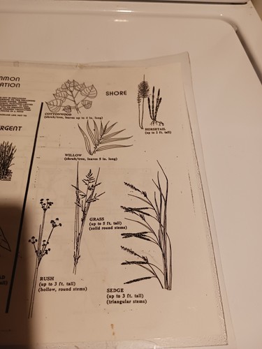 Laminated Guide Sheet Key To Some Common Pond Animals - Picture 8 of 9