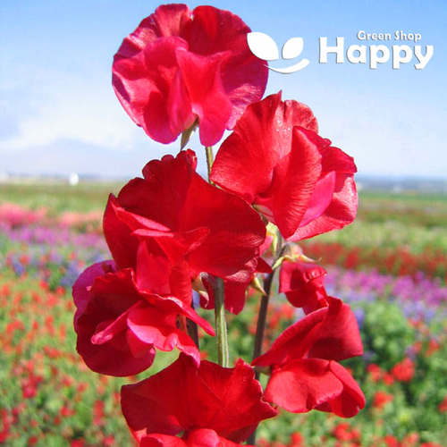 CLIMBING FLOWERS - Vines - Thunbergia Morning Glory Sweet Pea - Flower seeds - Picture 60 of 121