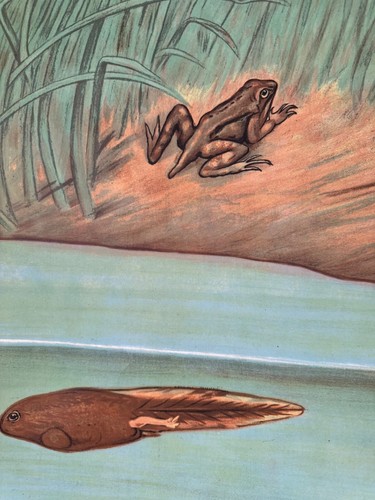 Cartel de gráfico educativo vintage FROG School Chart Jung Koch Quentell enrollable - Imagen 9 de 17