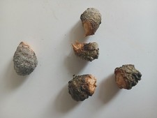 * 5 Baumperlen - Ahorn - ungeschält*