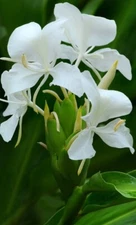 White Butterfly Ginger Lily(Hedychium Coronarium)Fragrant Fully Rooted Liveplant