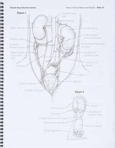 Dog Anatomy A Coloring Atlas 9781893441170| eBay