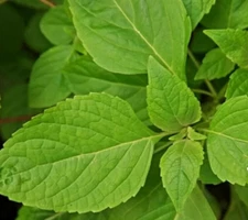 CLOVE SCENTED BASIL SEEDS 300+ ANNUAL garden HERB spice AROMATIC FREE SHIPPING