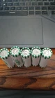 40 2026 Denver SemiQ Emerging Liberty Dime $5 Rolls - 50 Coins - Uncirculated!