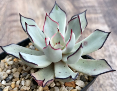 Echeveria Strictiflora V. Nova rare succulent hen and chicks plant